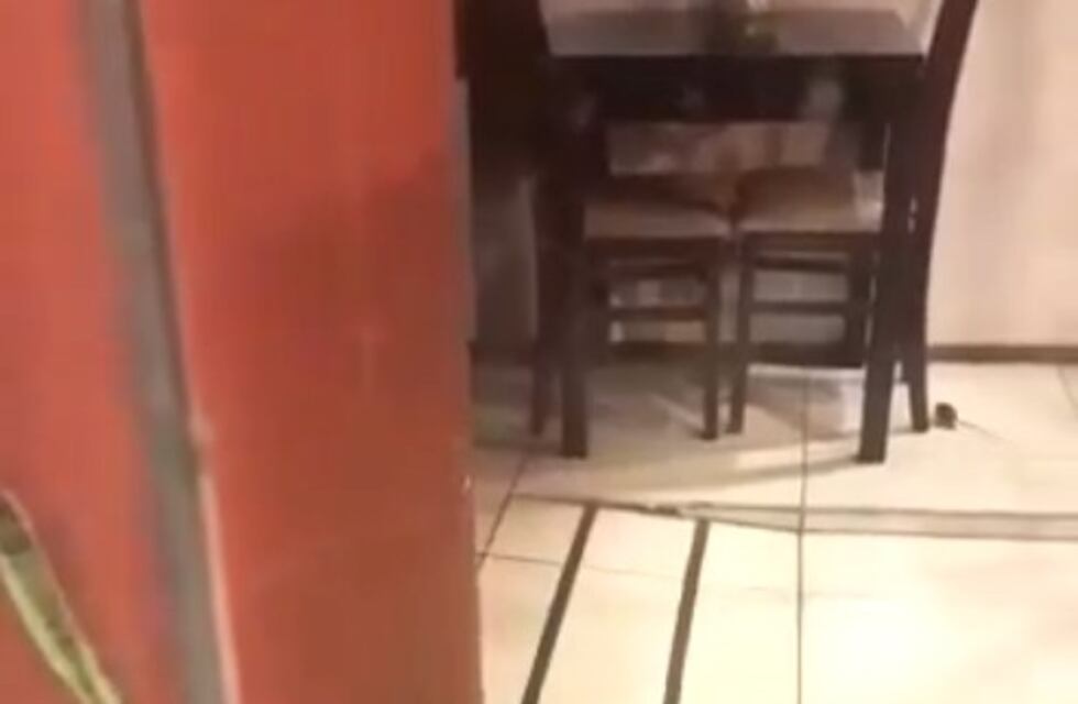 No sólo en la calle: las ratas ahora invaden bares de la Plaza San Martín