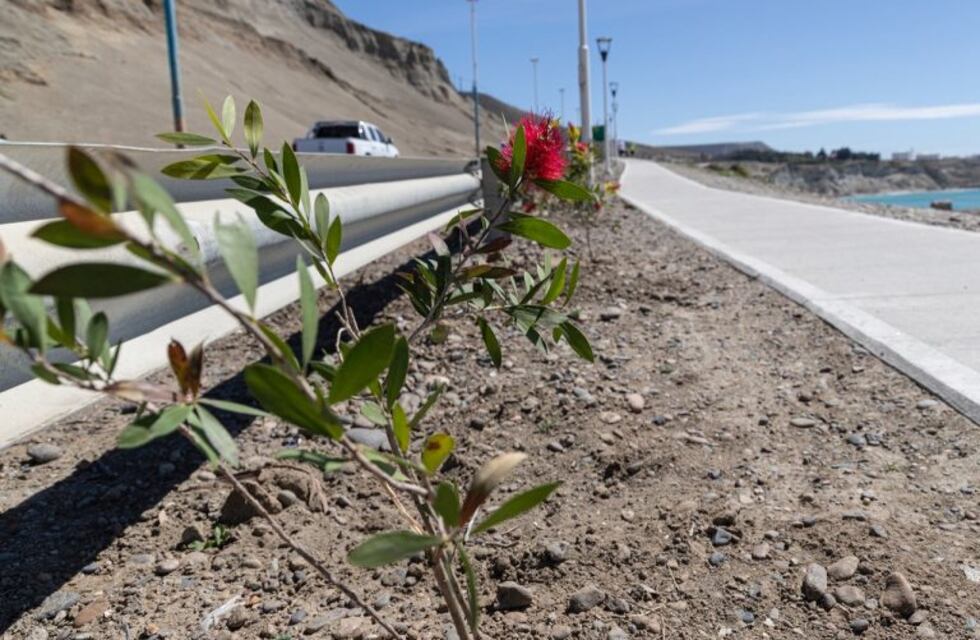 Embellecen el paseo costero con plantas
