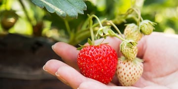 Las mejores frutillas provienen de una huerta del Valle de Lerma (imagen ilustrativa)