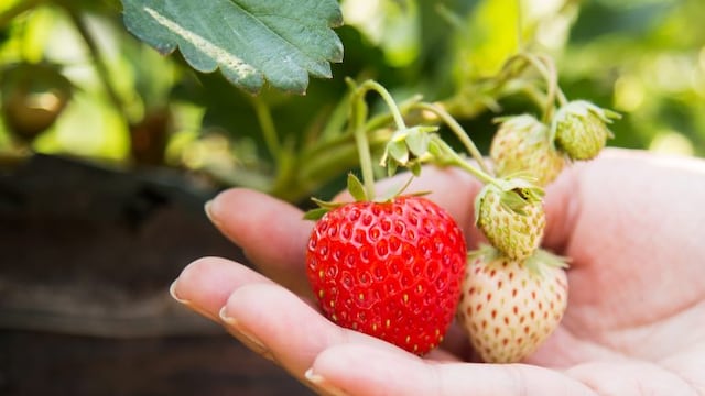 Las mejores frutillas provienen de una huerta del Valle de Lerma (imagen ilustrativa)