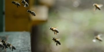 MTI130 KAL (HUNGRu00cdA) 27/04/2016.- Abejas vuelan a su colmena en una granja en Kal, a unos 105km de Budapest (Hungru00eda) hoy, 26 de abril de 2016. La temporada de apicultura comienza a finales de abril de Hungru00eda. EFE/Peter Komka PROHIBIDO SU USO EN HUNGRu00cdA