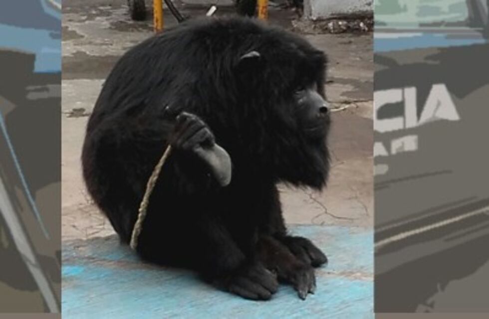 Rescataron a un mono carayá al que tenían como mascota en una casa