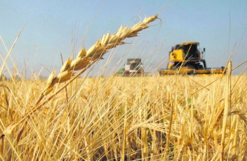 Decomisan en Córdoba casi 650 toneladas de cereal sin declarar