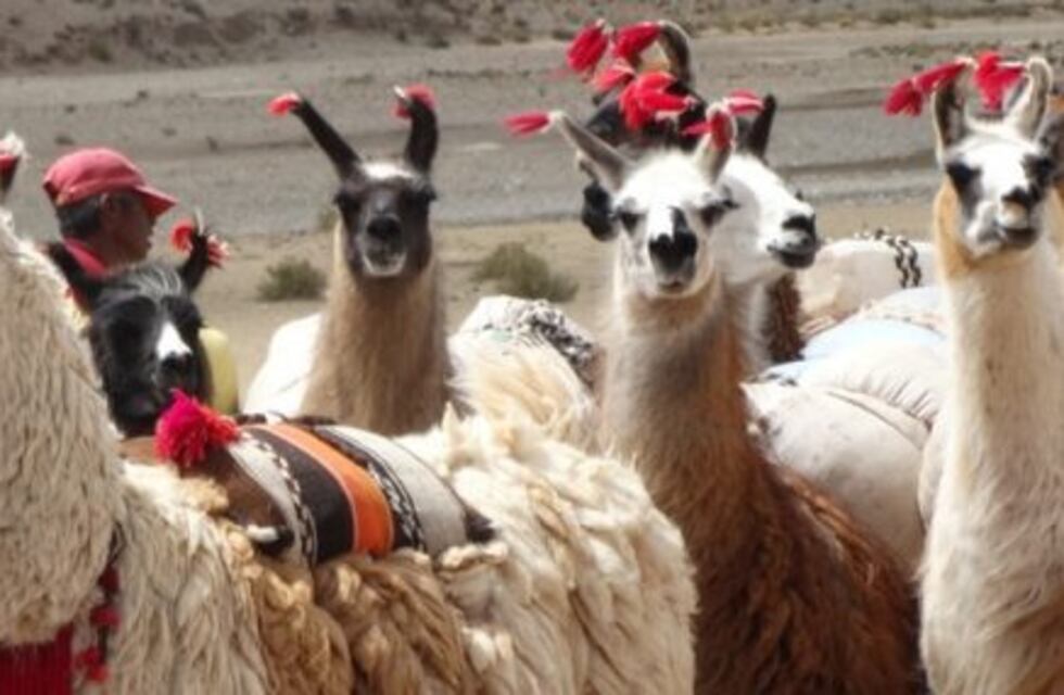 Séptima Feria Ganadera de Camélidos de la puna salteña