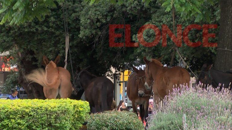 Llegó a Paraná el cura que evangeliza a lomo de mula en devoción a Brochero. Foto: El once