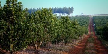 Ruta de la yerba mate