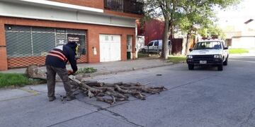Hubo caída de árboles y cortes de luz en Mar del Plata por las fuertes ráfagas de viento (Foto: Ahora Mar del Plata)