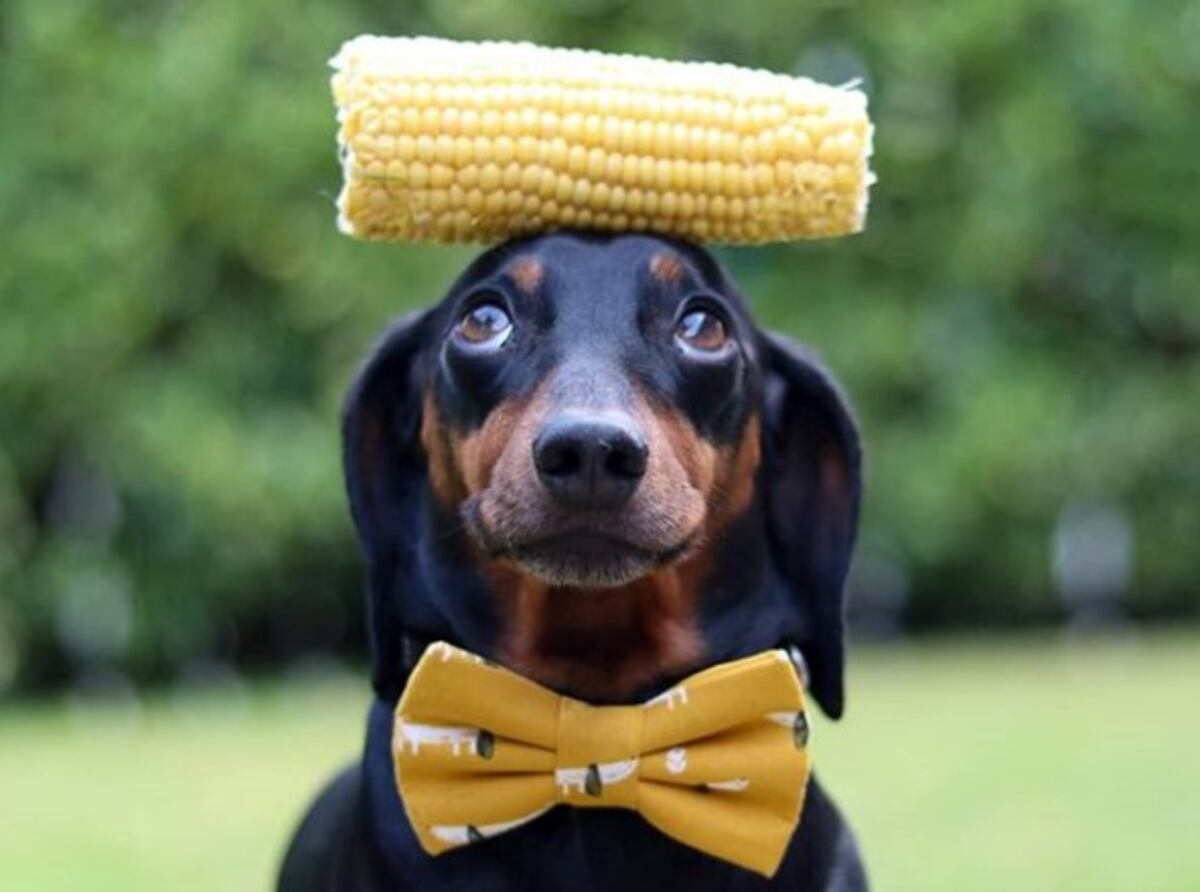 Un perro se hizo viral por hacer equilibrio con objetos sobre su cabeza