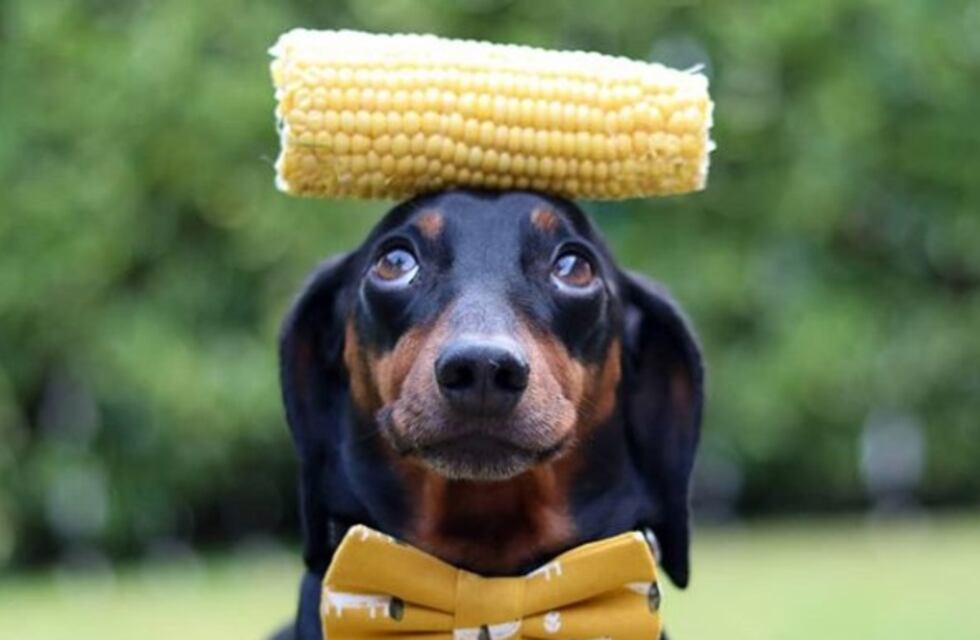 Un perro se hizo viral por hacer equilibrio con objetos sobre su cabeza