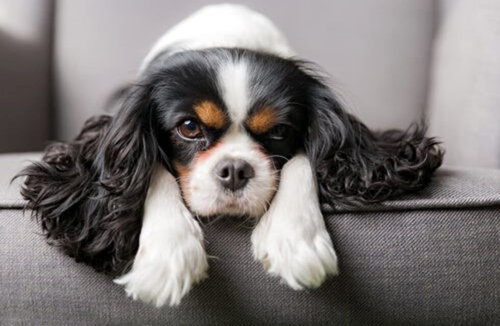Cuarentena: qué razas de perro toleran mejor el encierro