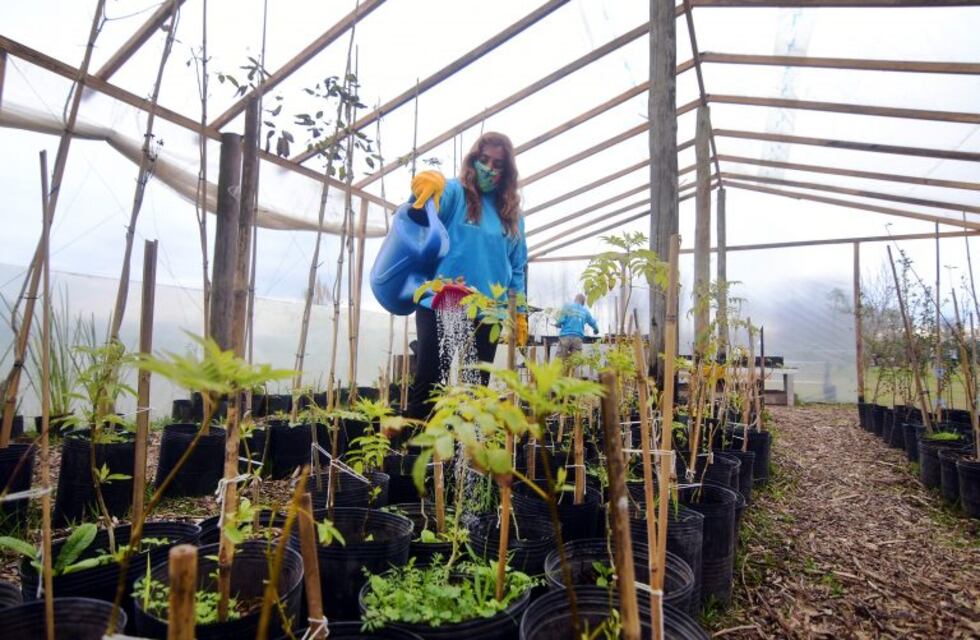 Plantarán 10 mil árboles para recuperar el histórico arbolado de La Plata