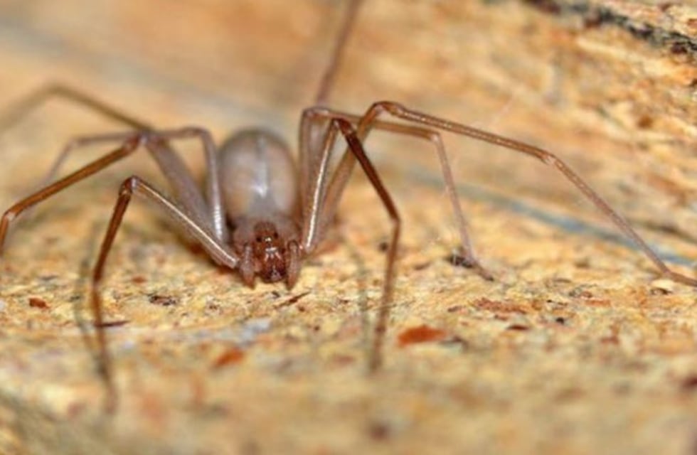 Le dieron el alta al intendente de La Carolina que fue picado por una araña venenosa