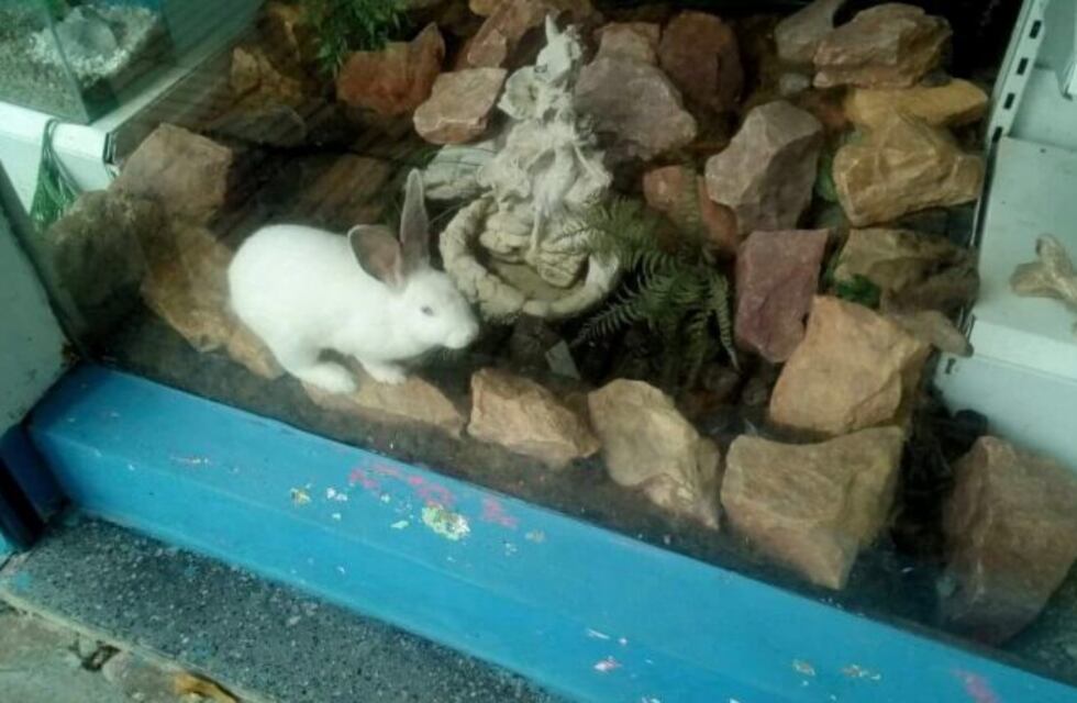 Cerró su local de venta de mascotas y abandonó a los animales