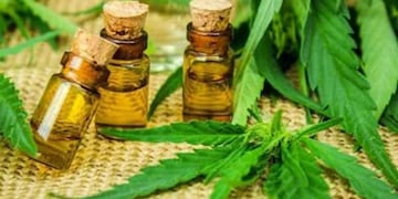 Proyecto de aceite de cannabis