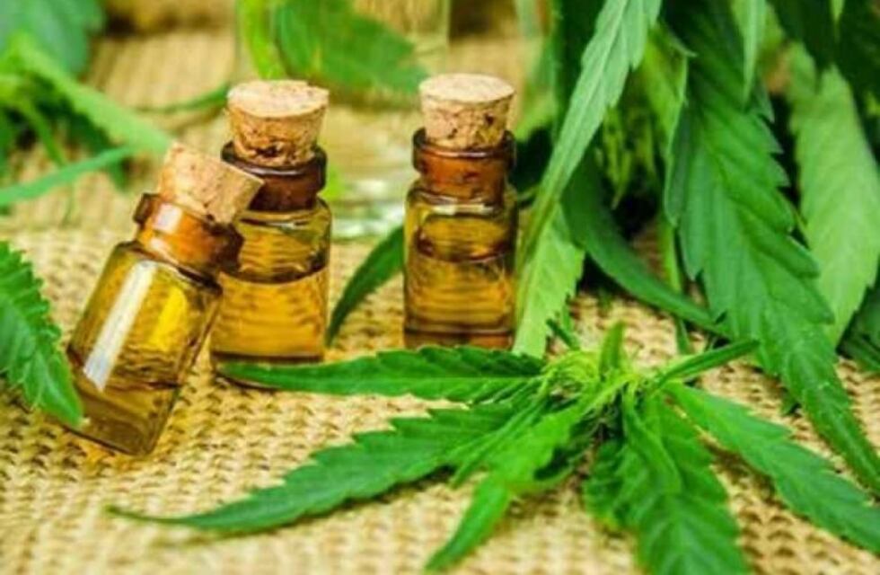 Presentan una ordenanza para regular el cannabis medicinal en Bahía