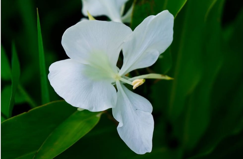 Cómo plantar un rizoma de mariposa griega