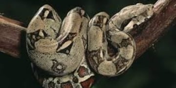 Una boa sorprendió a los vecinos de Tafí Viejo