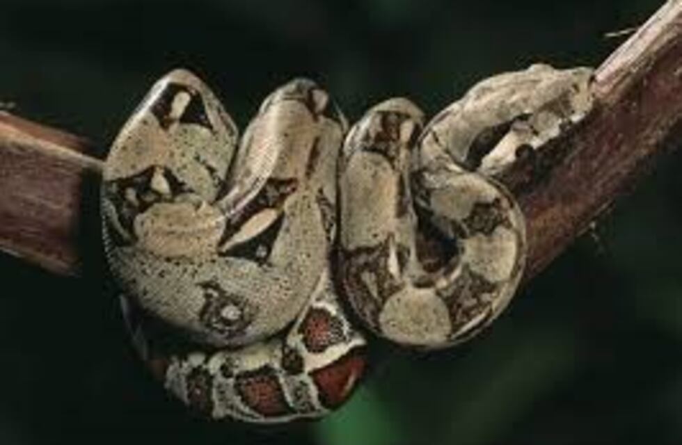 Una boa sorprendió a los vecinos de Tafí Viejo