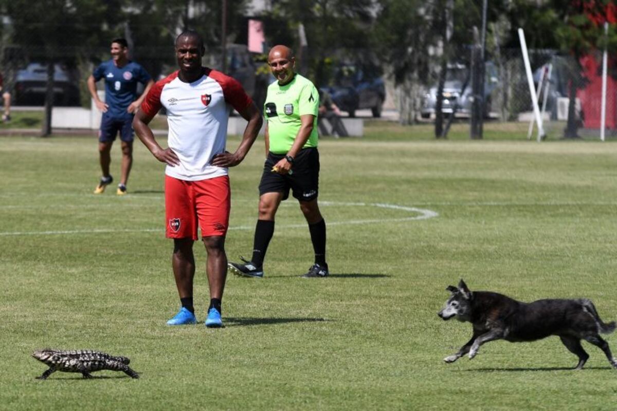 Una iguana gigante y un perro interrumpieron el amistoso de Newell's (@CANOBoficial)