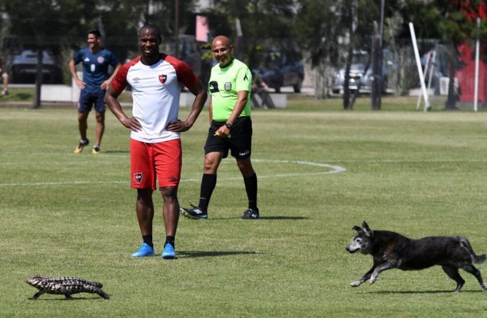 Insólito: un lagarto y un perro interrumpieron el amistoso de Newell's