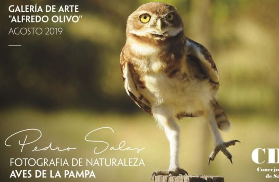 Pedro Salas expone "Aves de La Pampa" en la Galería de Arte Alfredo Olivo