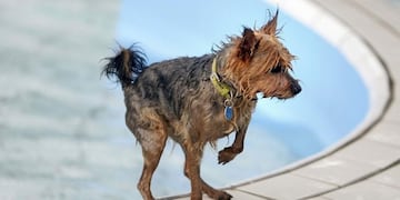 Mata a su perro por hacer sus necesidades en la casa\u002E