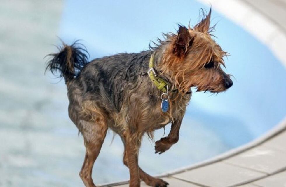 Acusaron a un hombre de matar a su perro por hacer sus necesidades en la casa