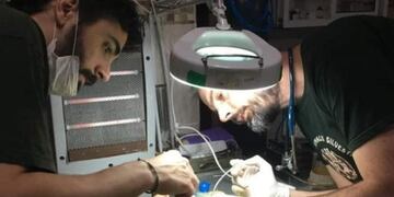 El centro de rescate de fauna Güirá Oga brindará un curso en medicina de aves silvestres