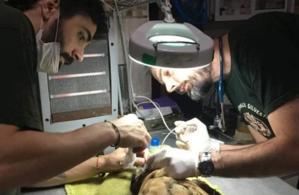 El centro de rescate de fauna Güirá Oga brindará un curso en medicina de aves silvestres