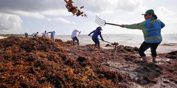 Volunteers and municipal workers collect Sargassum (macroalgae) in Puerto Morelos, Quintana Roo state, Mexico, on August 8, 2018\u002E - The Mayan Riviera is suffering a seadweed onslaught this year, which the government is trying to stop with a barrier in the sea\u002E The Sargassum color the water of brown and give off a fetid smell\u002E (Photo by STR / AFP) mexico mexico contaminacion algas sargazos invasion alga sargazo