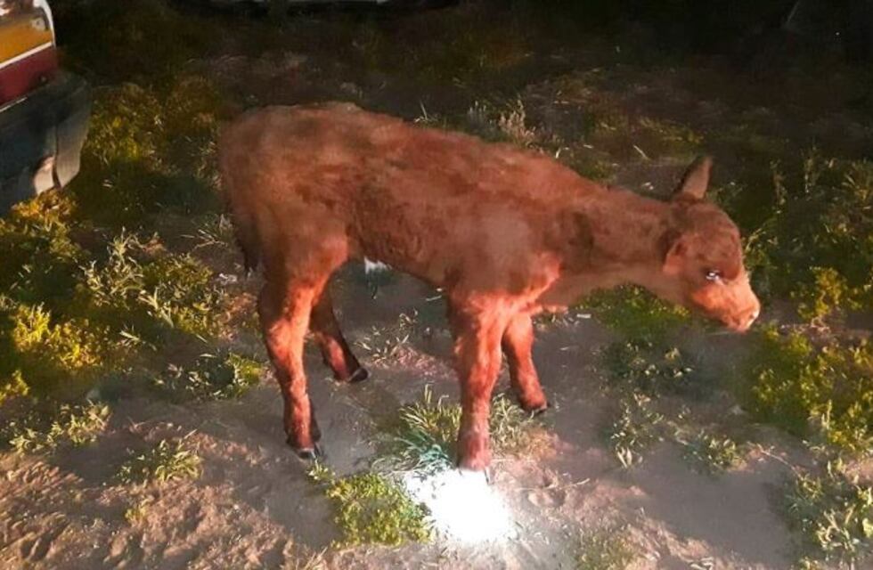Llevaba un ternero en el R12: lo detuvieron