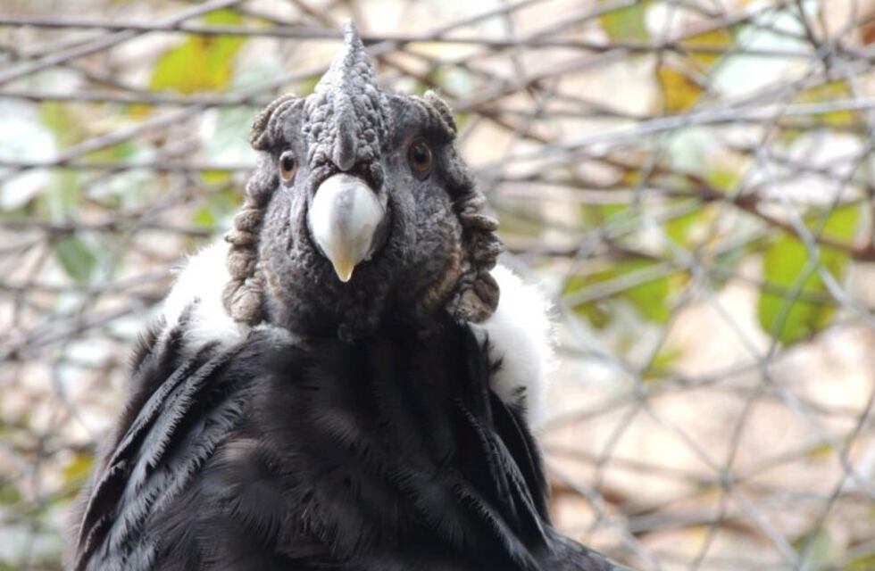 Un cóndor rehabilitado será liberado en Cafayate