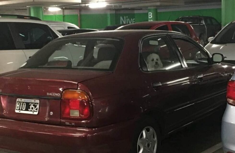 Dejó a su perro encerrado mientras hacia las compras y lo escracharon