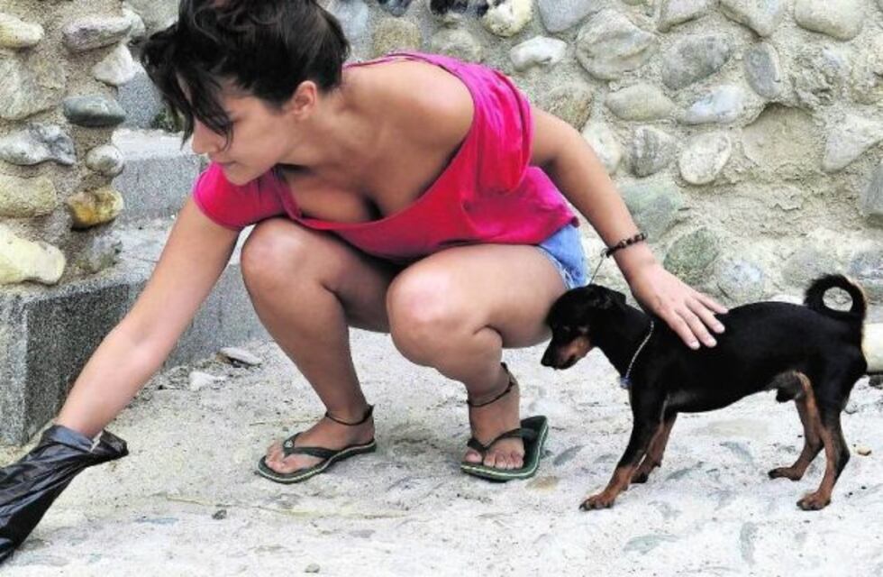 Avanza proyecto para dispensers de bolsas para caca de perro