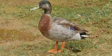 Un pato tuvo una reacción insólita con un grupo de peces\u002E