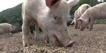 Una familia fue atacada por una jauría de chanchos en Bariloche