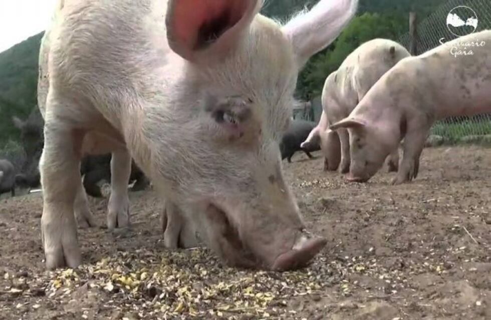 Una familia fue atacada por una jauría de chanchos en Bariloche