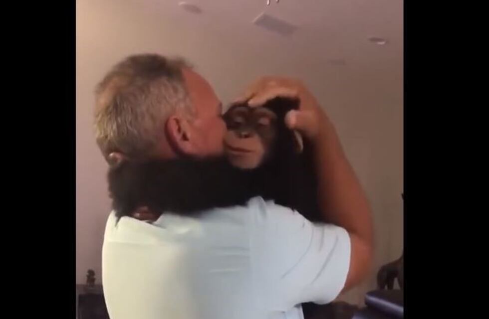 Un chimpancé se reencontró con sus cuidadores y el video explotó en las redes