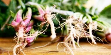 Curso gratuito de capacitación en huertas urbanas\u002E