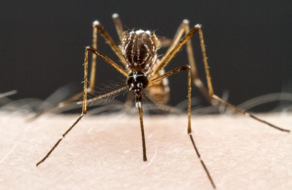 Ascienden a 61 los casos confirmados de dengue
