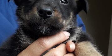 Centro de Adopciones Nicolás Mancilla