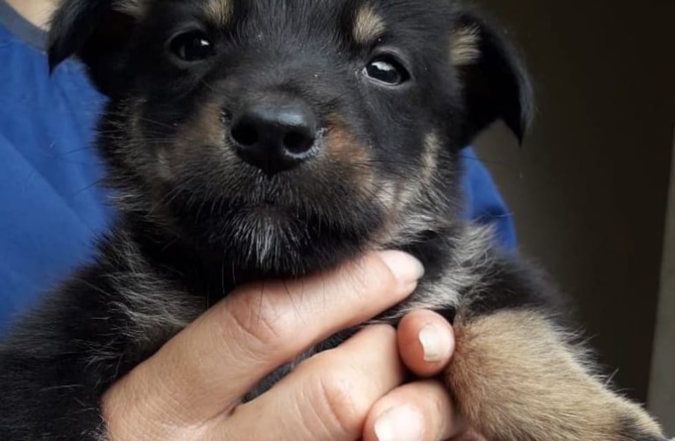 ¿Sos de Salta y querés adoptar un cachorrito? Esta noticia es para vos