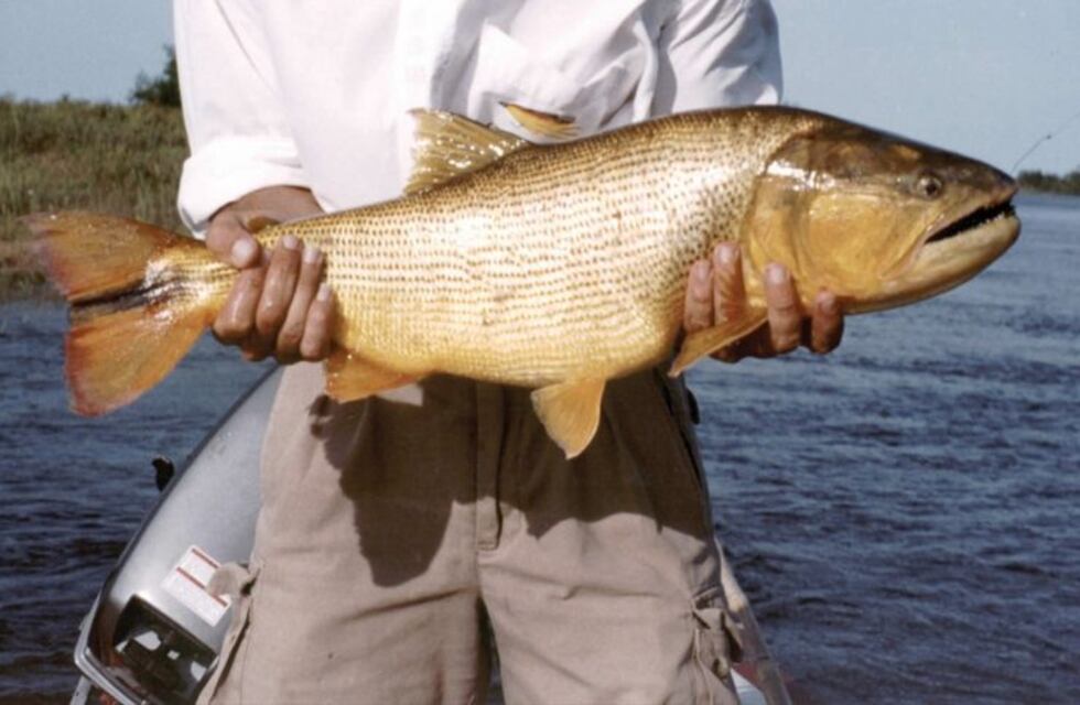 Quiso hacer un chiste y un pez dorado casi le arranca un dedo
