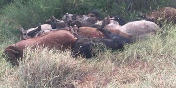 Novillos muertos en la ruta provincial 5 (El Tribuno)