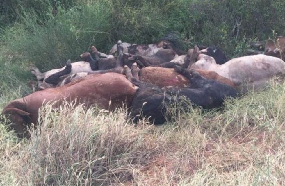 Un conductor dejó 30 novillos muertos tirados al costado de la ruta