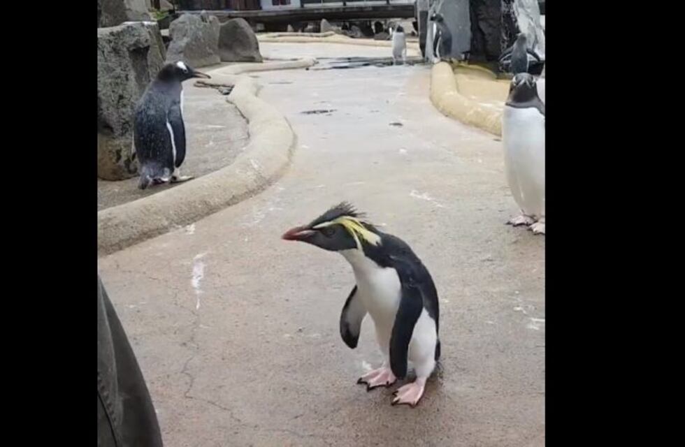 El pingüino 'descontrolado' que se hizo viral