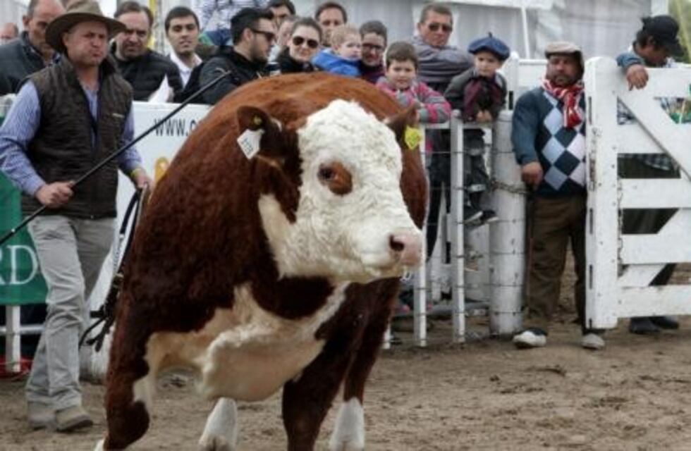 Con 432 mil cabezas, Río Cuarto vuelve a estar entre los distritos con más ganado del país