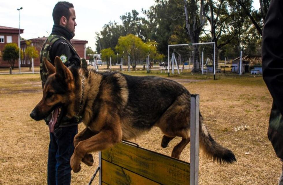 En el día del animal, la Brigada Canina se encuentra en cuarentena
