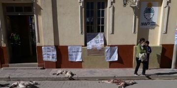 Jujuy: una jauría de perros mató 200 llamas y los criadores quieren venganza\u002E