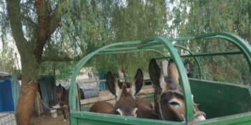 Faena ilegal en el Algarrobal\u002E